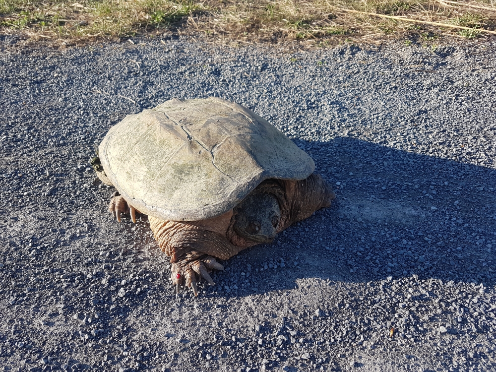 Turtle seen while cycling on the Prescott-Russell trail