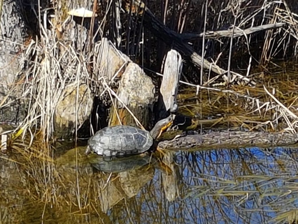 Turtle on the Prescott-Russell Trail