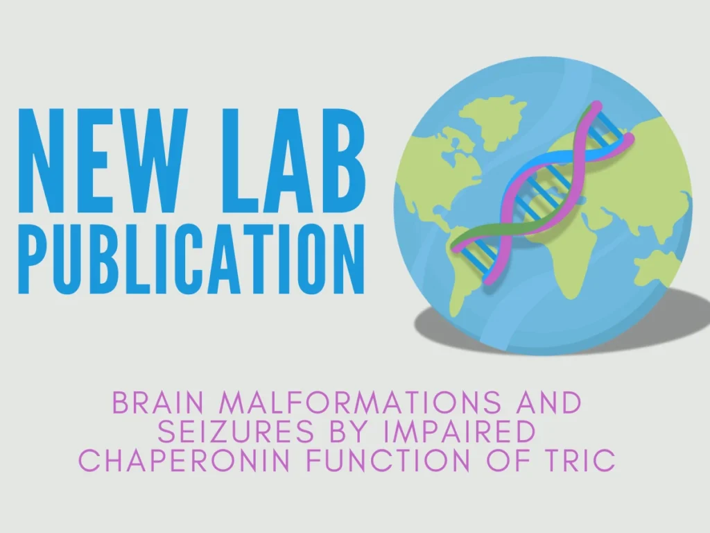 New lab publication - Brain malformations and seizures by impaired chaperonin function of TRiC