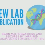 New lab publication - Brain malformations and seizures by impaired chaperonin function of TRiC