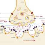 Image of neuromuscular junction showing genes and treatments for CMS