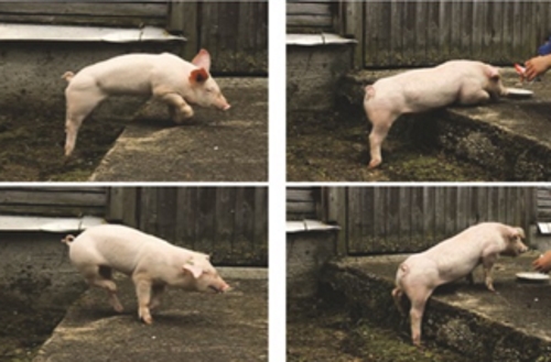 Wild-type and DMD piglets climbing a step